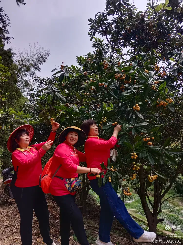 枇杷树下，快乐满载
